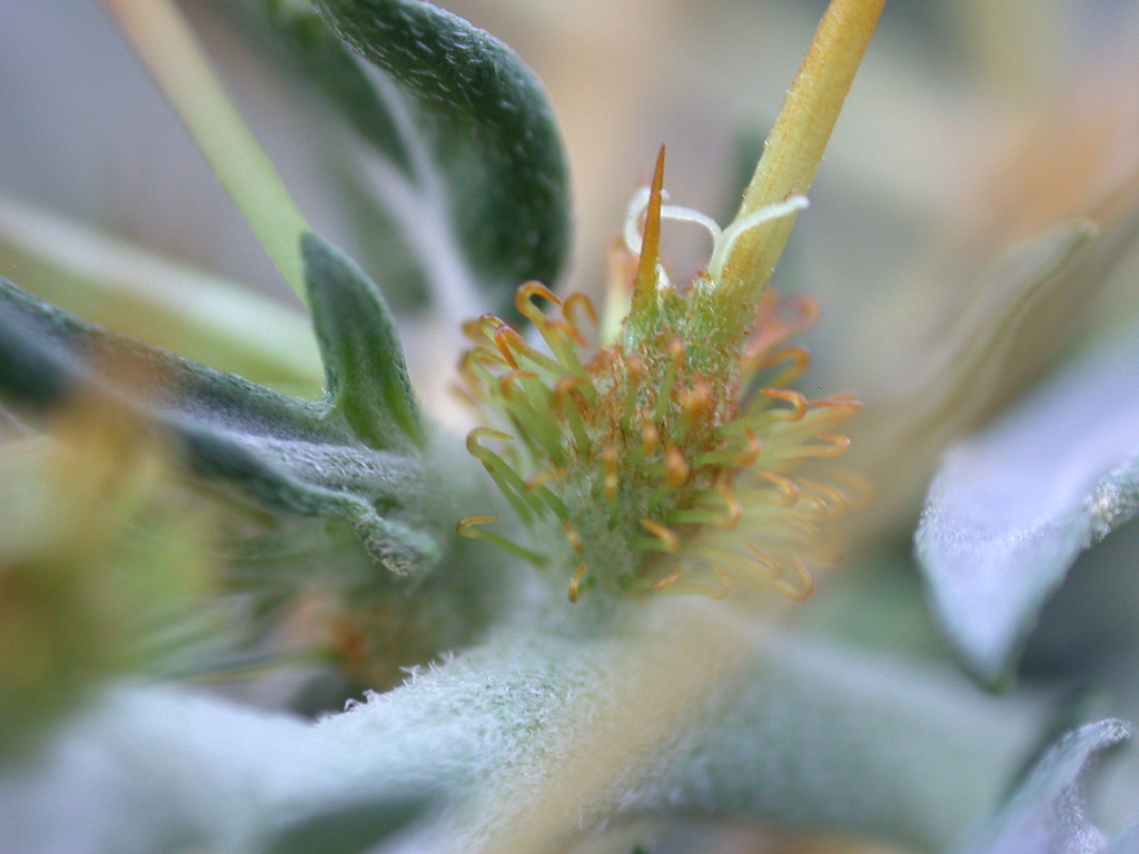 Aculei ... di ? Xanthium spinosum (quiz)